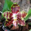 Phalaenopsis amboinensis 'Yung Ho' x Phalaenopsis venosa 'Dark Red'