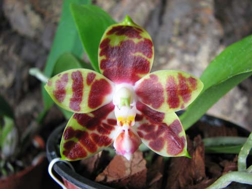 Phalaenopsis amboinensis 'Yung Ho' x Phalaenopsis venosa 'Dark Red'