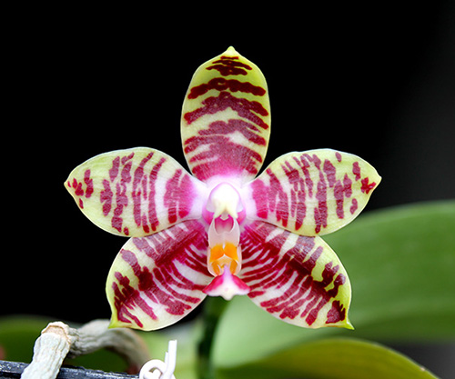 Phalaenopsis Ambotrana x Kung's Red Cherry