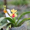Phalaenopsis Anna-Larati Soekardi x Ascocentrum miniatum