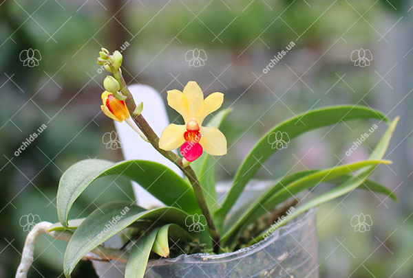 Phalaenopsis Anna-Larati Soekardi x Ascocentrum miniatum