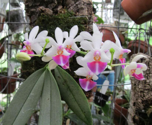 Phalaenopsis Anna-Larati Soekardi x chibae