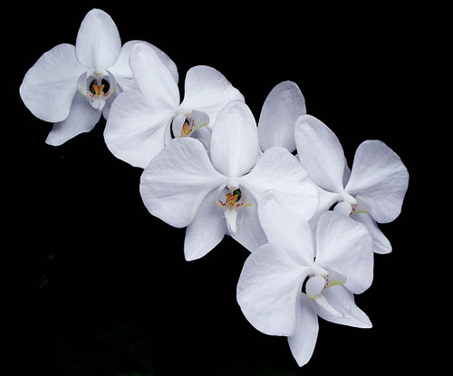 Phalaenopsis aphrodite var. formosana