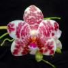 Phalaenopsis Auspice Knight 'Malayan'