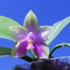 Phalaenopsis bellina '#20' x Joshua Irwin Ginsberg 'Su Weay'