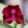 Phalaenopsis bellina '#22' x Ld's Bear Queen '#1'