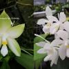 Phalaenopsis Tetrabell (bellina alba x tetraspis alba) Joseph Wu