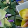Phalaenopsis bellina 'B-1' x Mituo Princess 'B'
