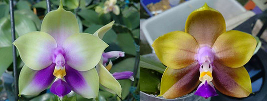 Phalaenopsis bellina 'B-1' x Mituo Princess 'B'