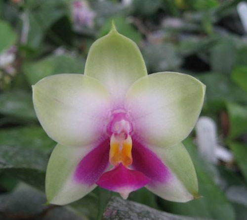 Phalaenopsis bellina 'LTNB-111'