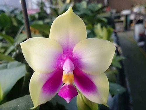 Phalaenopsis bellina 'Mituo'