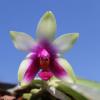 Phalaenopsis bellina 'Mountain type'