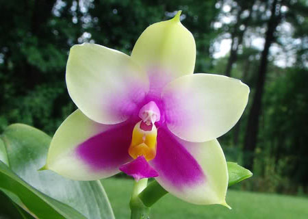 Phalaenopsis bellina 'Ponkan'