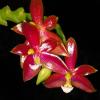 Phalaenopsis bellina x cornu cervi thalebanii 'Dark Red'