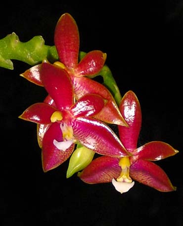 Phalaenopsis bellina x cornu cervi thalebanii 'Dark Red'
