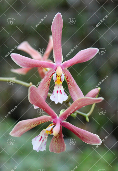 Phalaenopsis Bronze Maiden (schilleriana x mannii)