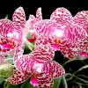 Phalaenopsis Brother Glory 'Long Fong'