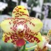 Phalaenopsis Brother 'Golden Wave' x Yaphon Goldlight '#3'