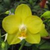 Phalaenopsis Brother Oxford 'Yaphon'