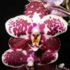 Phalaenopsis Brother Peoker 'BL' x gigantea
