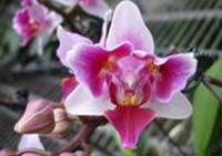 Phalaenopsis Brother Spring Dancer 'Three Lips'
