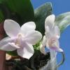 Phalaenopsis (Buena Jewel - Yungho Gelb Canary) x Timothy Christopher
