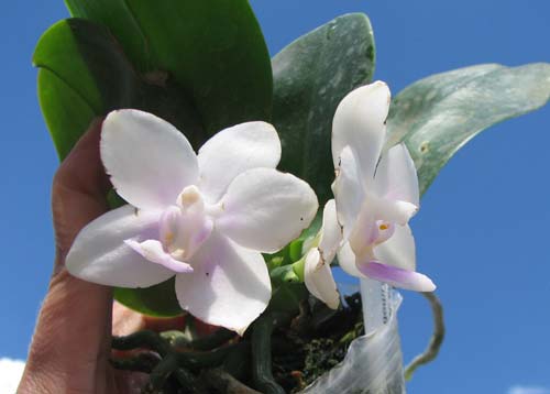 Phalaenopsis (Buena Jewel - Yungho Gelb Canary) x Timothy Christopher