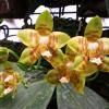 Phalaenopsis Buena Jewel x Phalaenopsis venosa