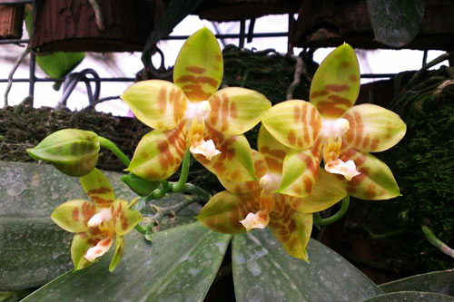 Phalaenopsis Buena Jewel x Phalaenopsis venosa