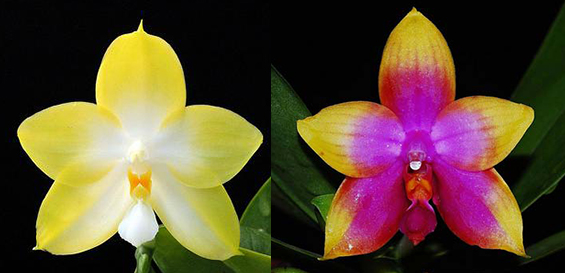 Phalaenopsis Buena Jewel x Princess Kaiulani