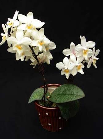 Phalaenopsis Cassandra (equestris x stuartiana)