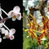 Phalaenopsis celebensis x mannii