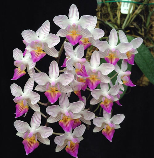 Phalaenopsis celebensis x Phalaenopsis Venus