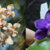 Phalaenopsis celebensis x violacea indigo