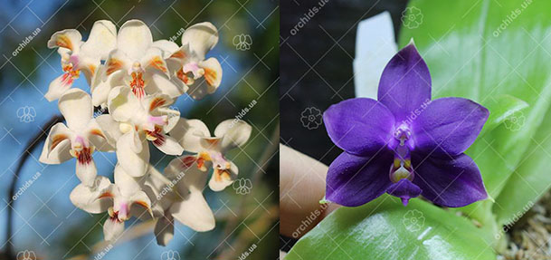 Phalaenopsis celebensis x violacea indigo