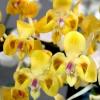 Phalaenopsis celebensis yellow