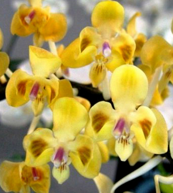 Phalaenopsis celebensis yellow