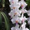 Phalaenopsis Celebes Wave 'Smile Sawn' (Mato Girl x celebensis)