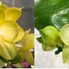 Phalaenopsis Chang Maw Evergreen x Yungho Gelb Canary