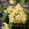 Phalaenopsis Chang Maw Jade 'Nan'