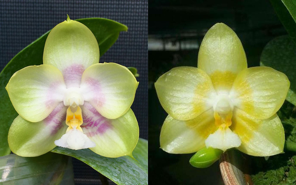 Phalaenopsis (Chang Maw Jade x Yaphon Lover)