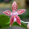 Phalaenopsis Chienlung Corningosa