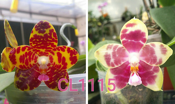 Phalaenopsis Chienlung Dream Bouquet