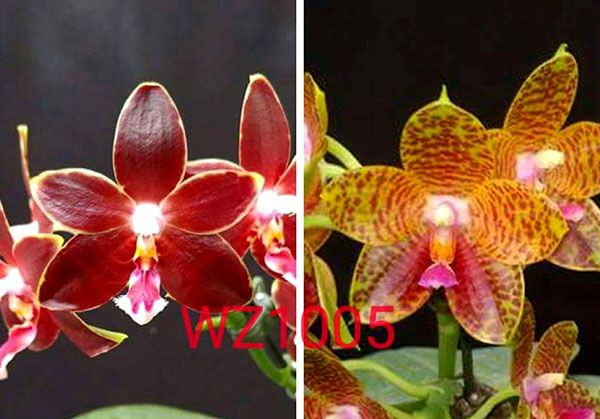 Phalaenopsis Chienlung Giant Leopard