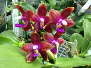 Phalaenopsis Chienlung Happy Girl CL Red x Black Eagle Tian