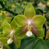 Phalaenopsis Chienlung Happy Girl 'Green'