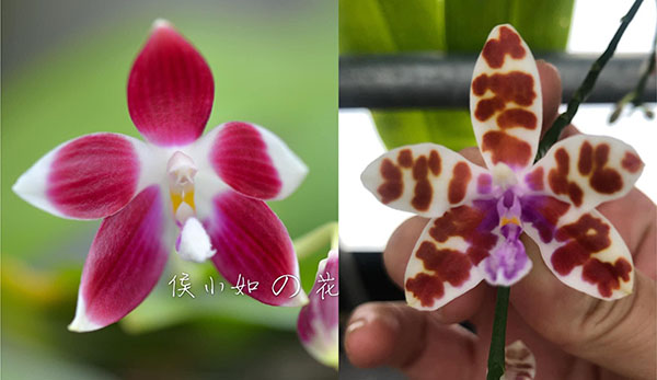 Phalaenopsis Chienlung Mary (speciosa x mariae)
