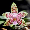 Phalaenopsis Chienlung Mosaics (Yaphon Sir x hieroglyphica)