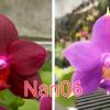 Phalaenopsis Chienlung Purple Rose