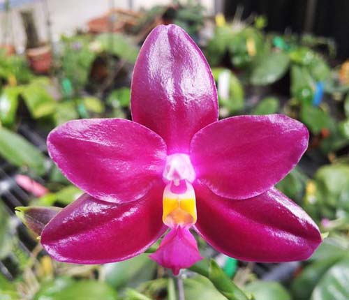 Phalaenopsis Chienlung Red King (Ld's Bear King x pulchra)